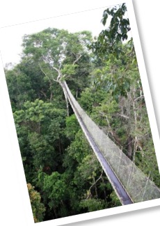 Amazon rainforest canopy walkway at ACTS in Peru